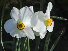 Gruß aus unserem Garten