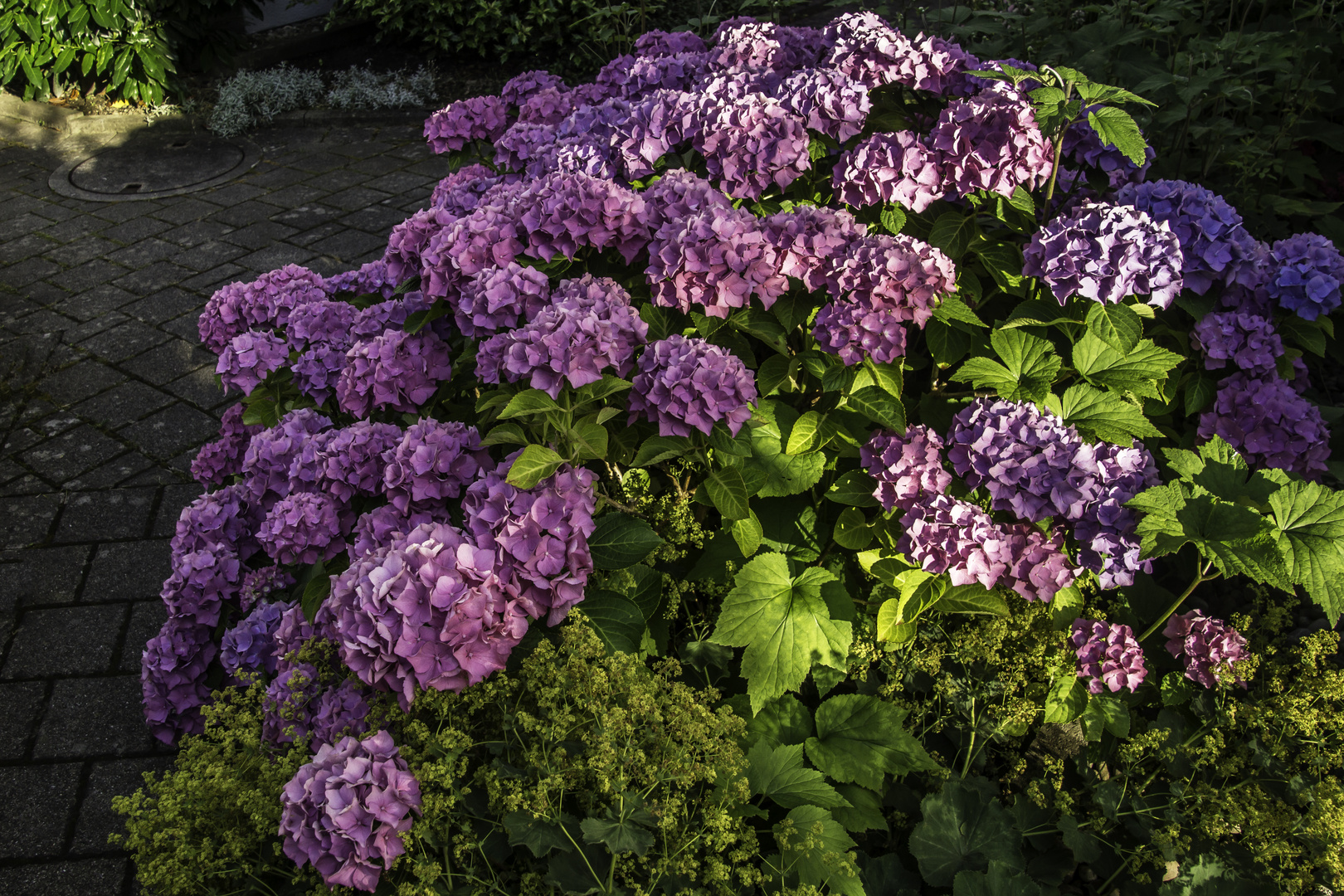 Gruß aus unserem Garten