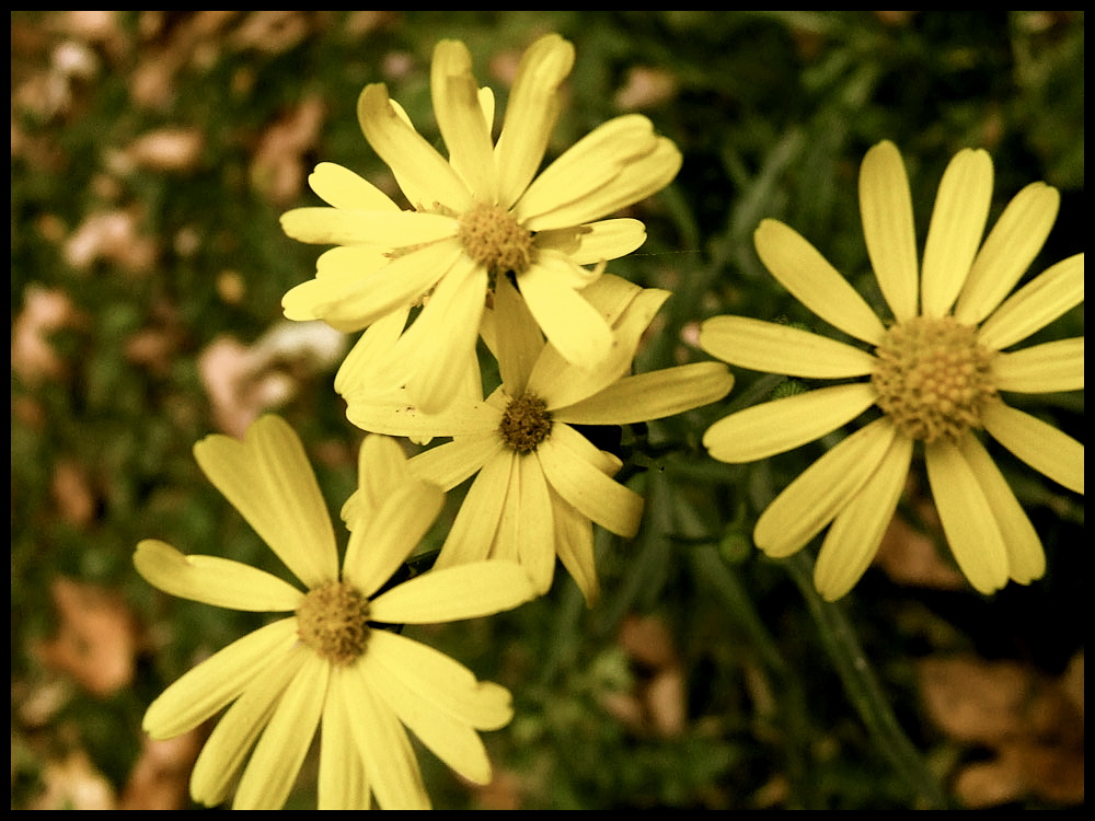 gruss dem blumen