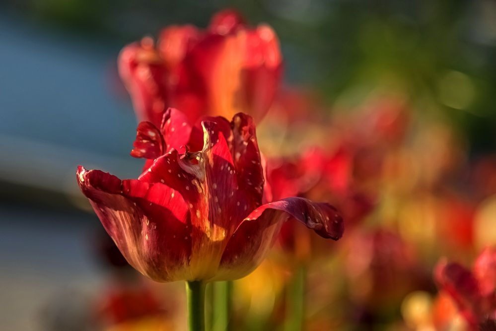 Gruß des Frühlings Foto &amp; Bild | art, world, spezial Bilder auf ...