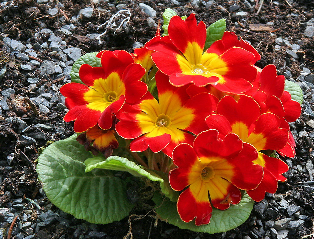 pflanzen für den frühling