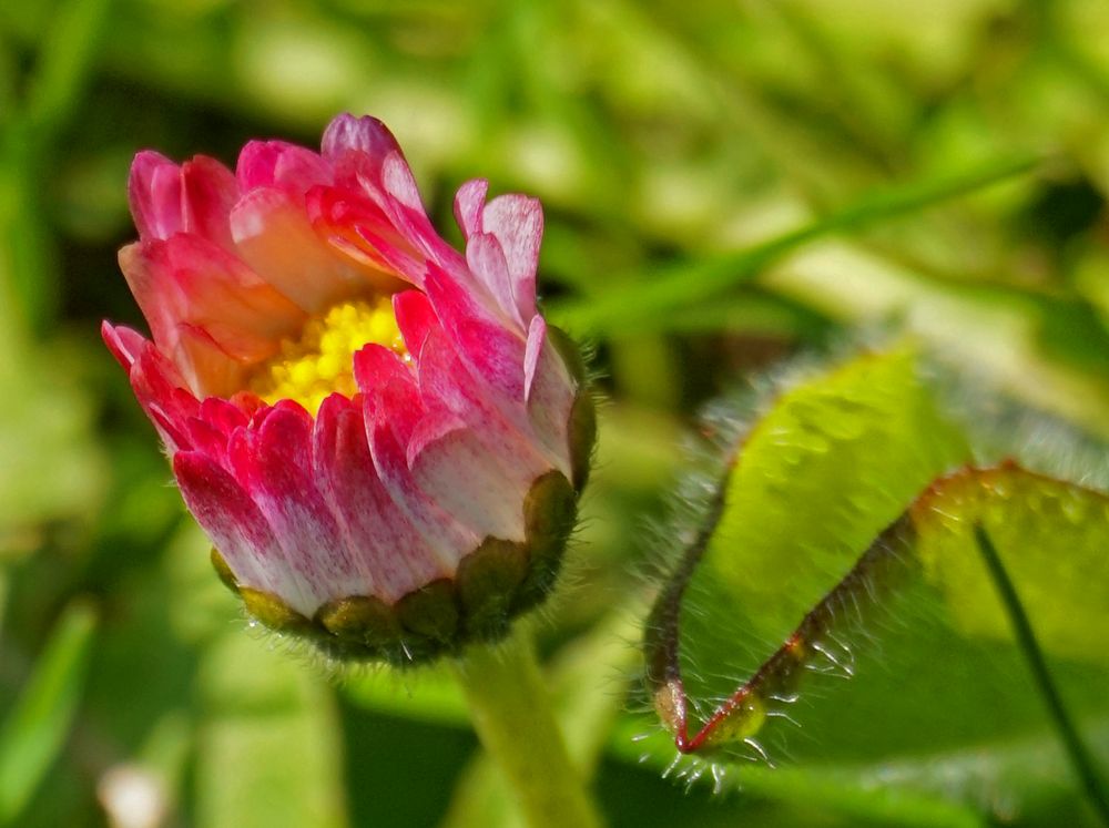 Gruß mit Gänseblümchen