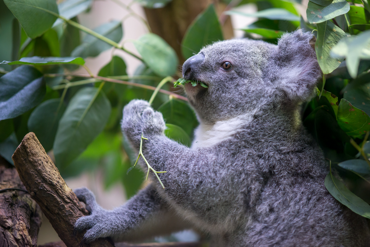 Gruß nach Australien