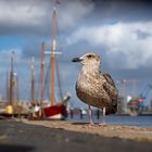 Gruß vom Flensburger Hafen