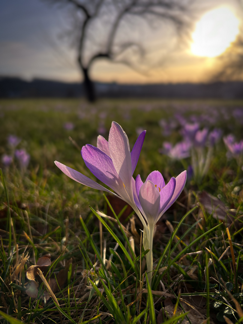 Gruß vom Frühling