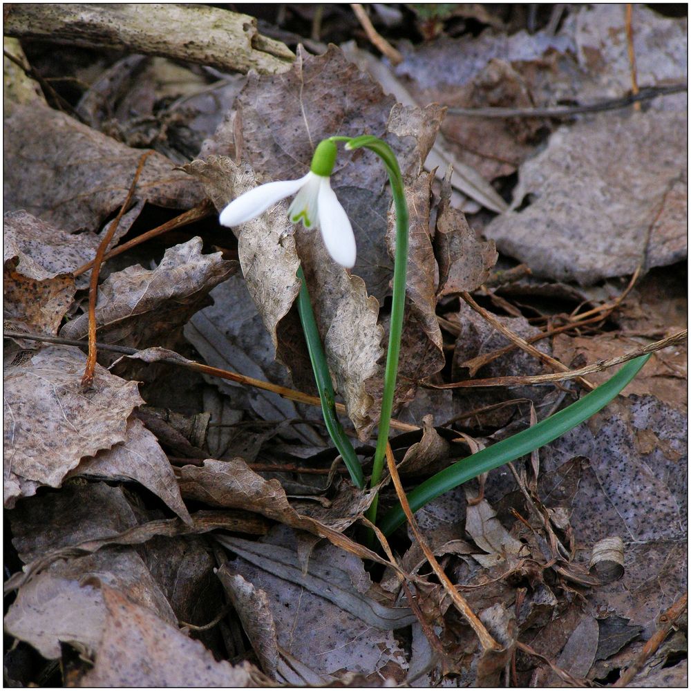 Gruß vom Frühling