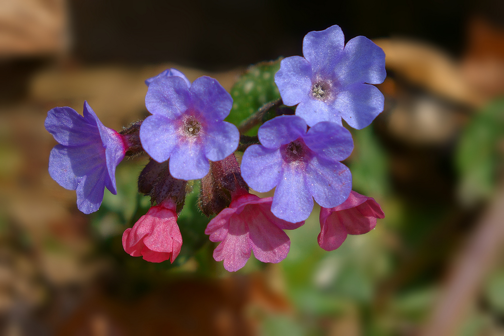 Gruß vom Frühling