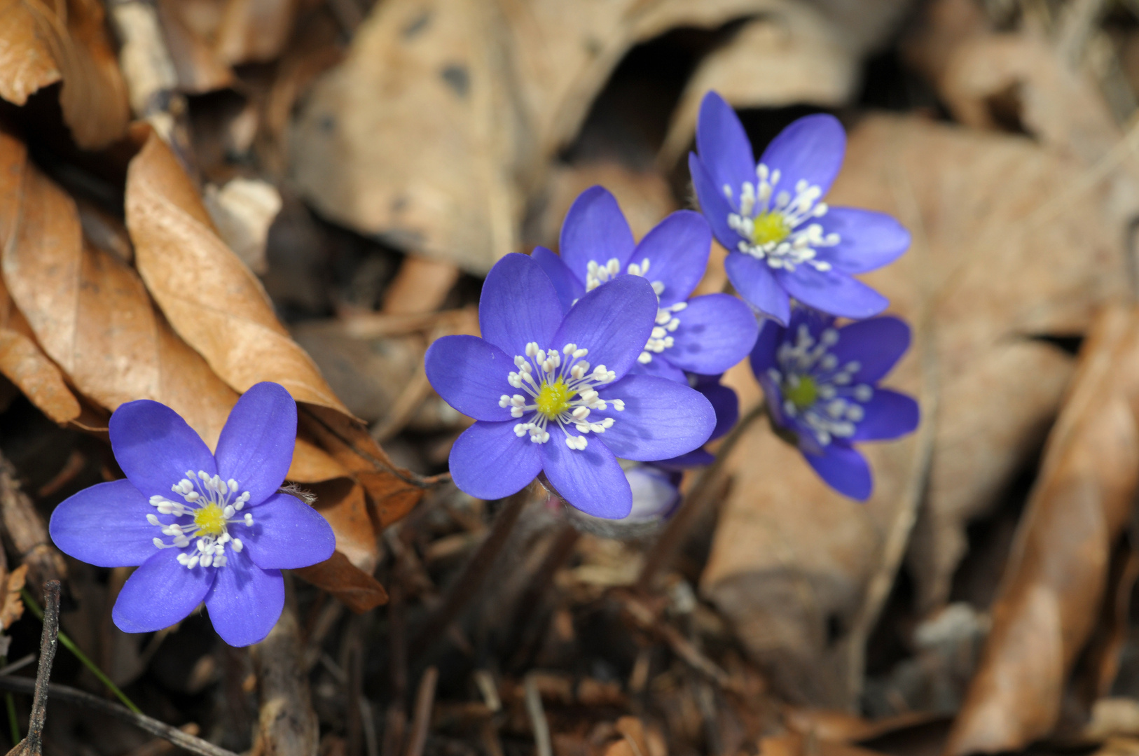 Gruß vom Frühling - Leberblümchen