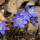 Gruß vom Frühling - Leberblümchen