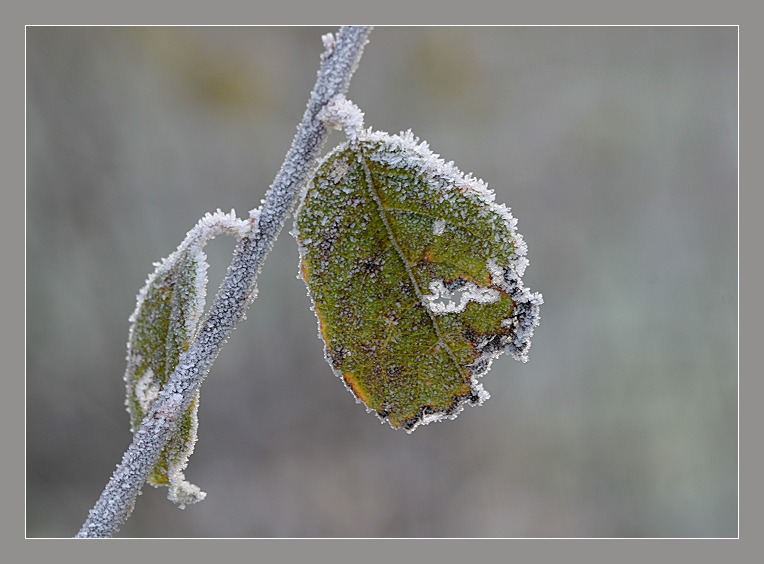 Gruß vom Winter