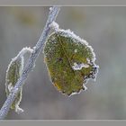 Gruß vom Winter