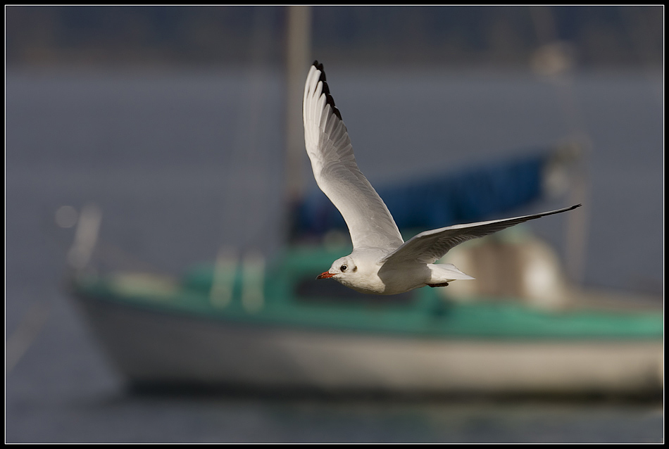 ~ Gruß von Dießen am Ammersee ~