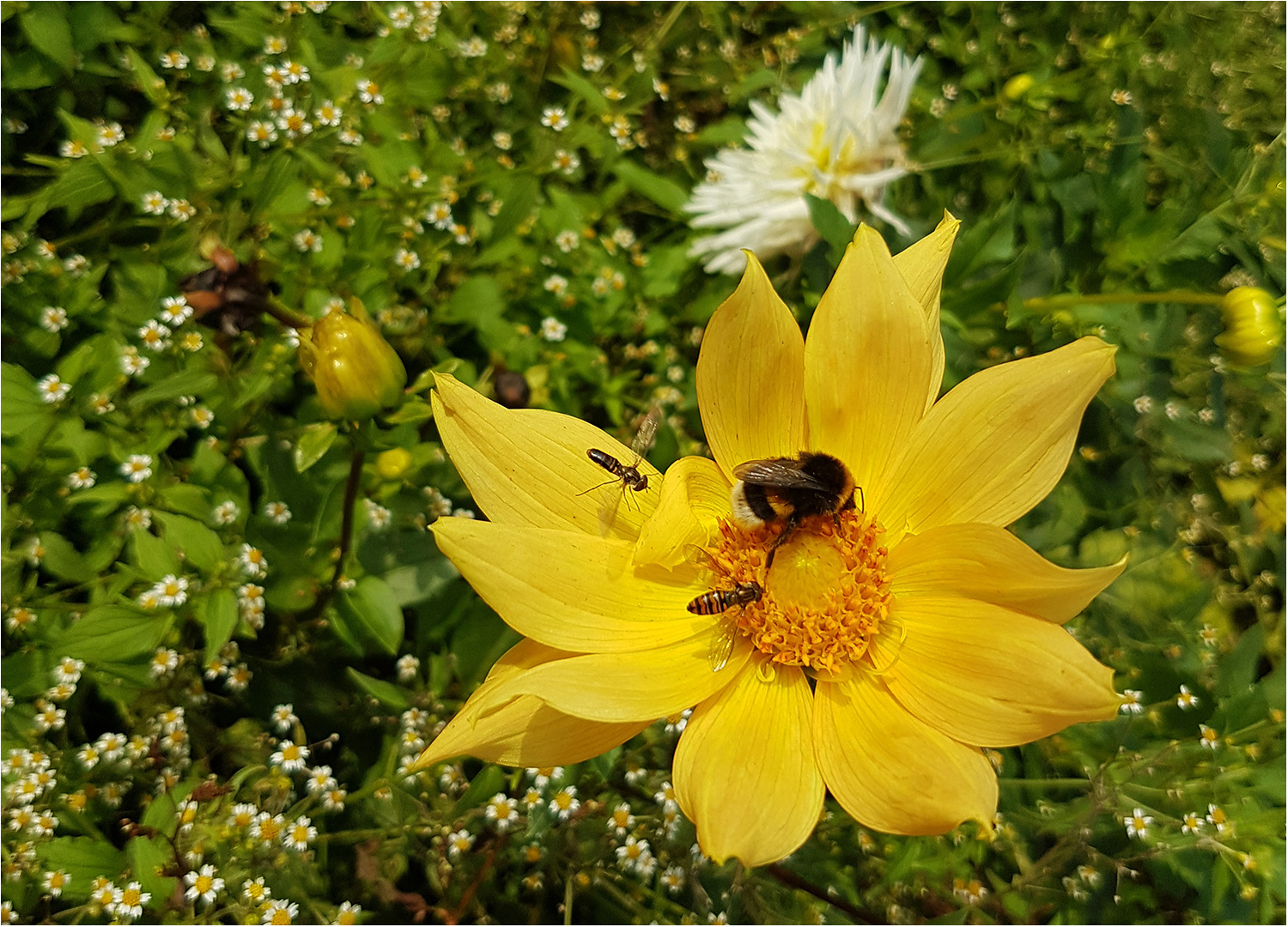 Gruß zum Mittwoch