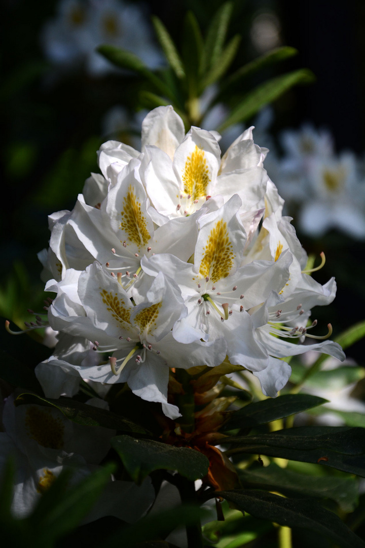 Gruß zum Sonntag; Blüte meines schönsten Rhododendronstrauches