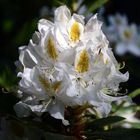 Gruß zum Sonntag; Blüte meines schönsten Rhododendronstrauches