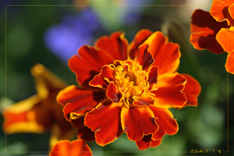 Gruss zum Wochenende mit Tagetes und Co.