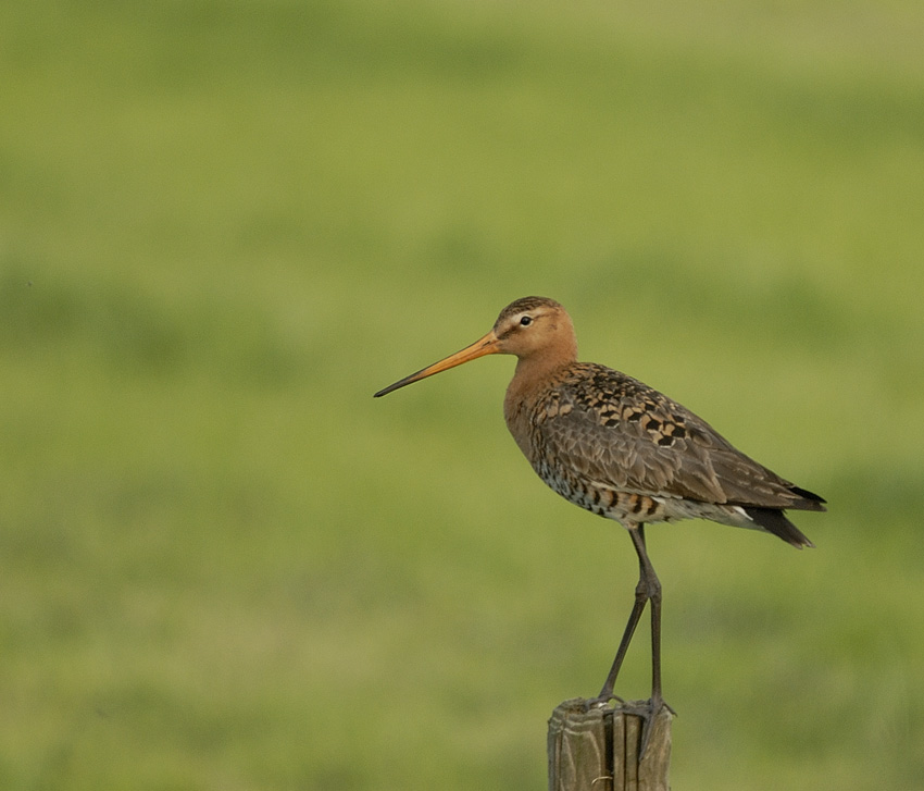 Grutto (Limosa limosa) Uferschnepfe