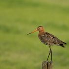 Grutto (Limosa limosa) Uferschnepfe