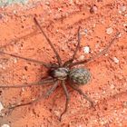 Gr_Winkelspinne_100_9688_Spinne