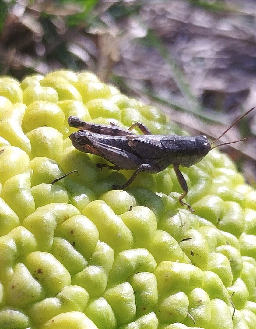 Gryllinae - Indiana, USA