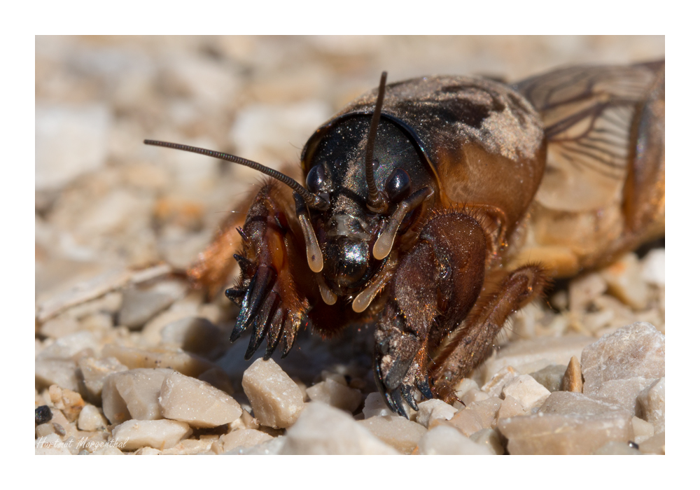 Gryllotalpa gryllotalpa