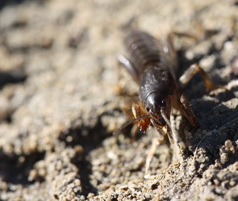 Gryllotalpa gryllotalpa - Europäische Maulwurfsgrille