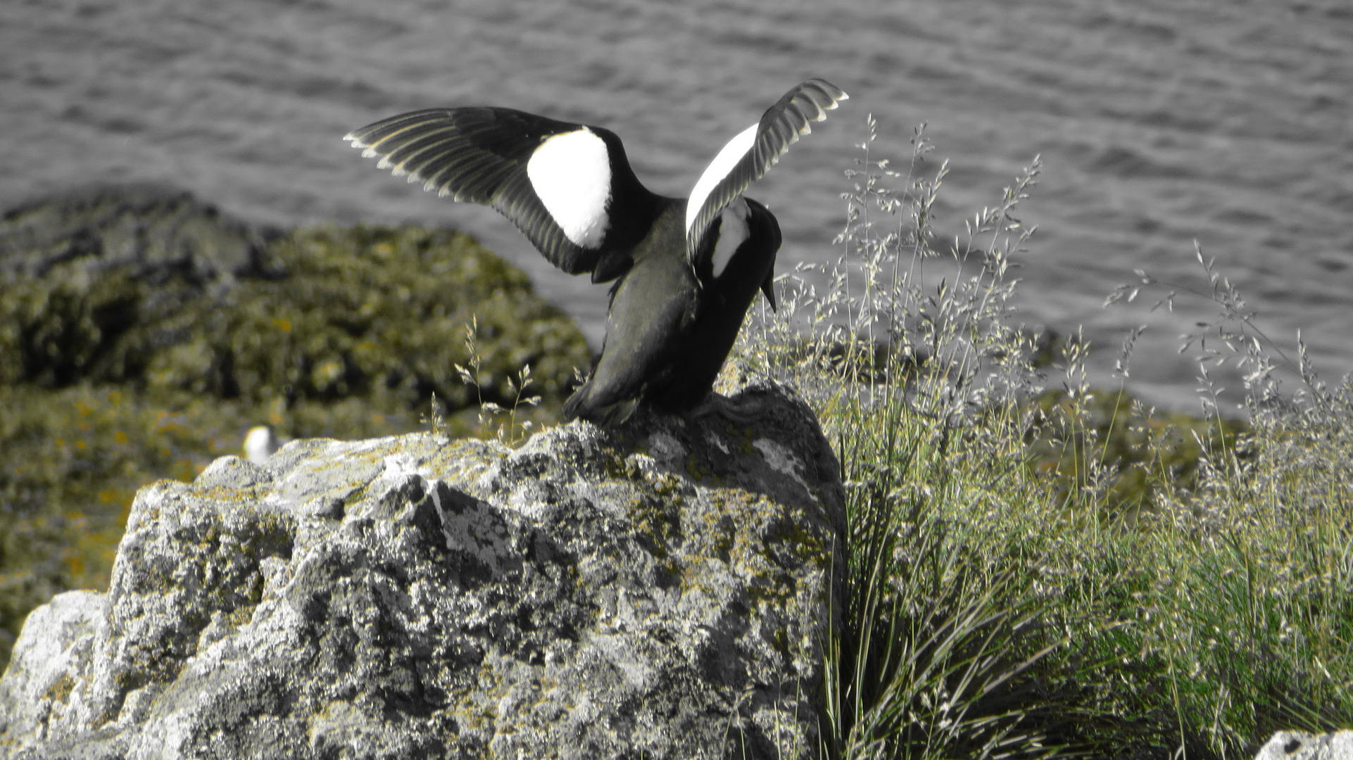 Gryllteiste in island