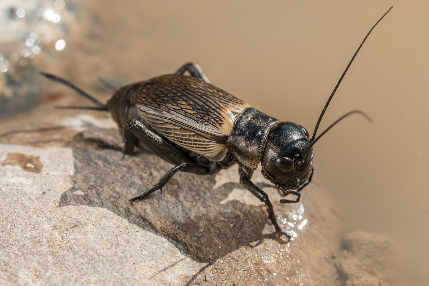 Gryllus campestris