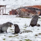 Grytviken