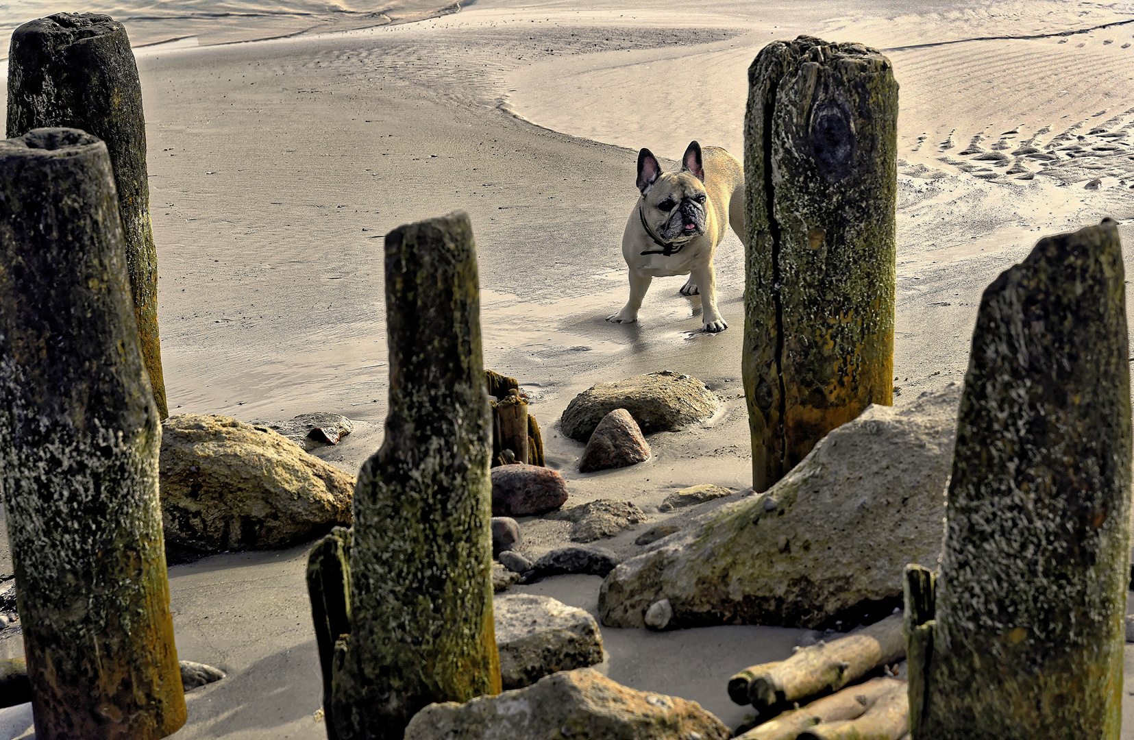 GRZYBOWO - Strandspaziergang mit Amy - 