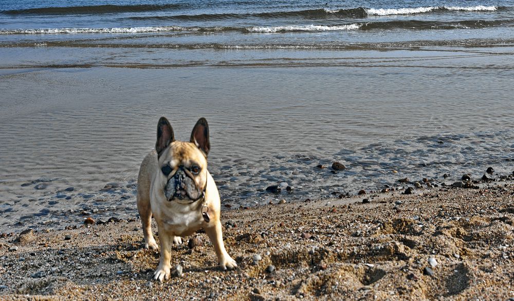 GRZYBOWO - Strandspaziergang mit Amy -