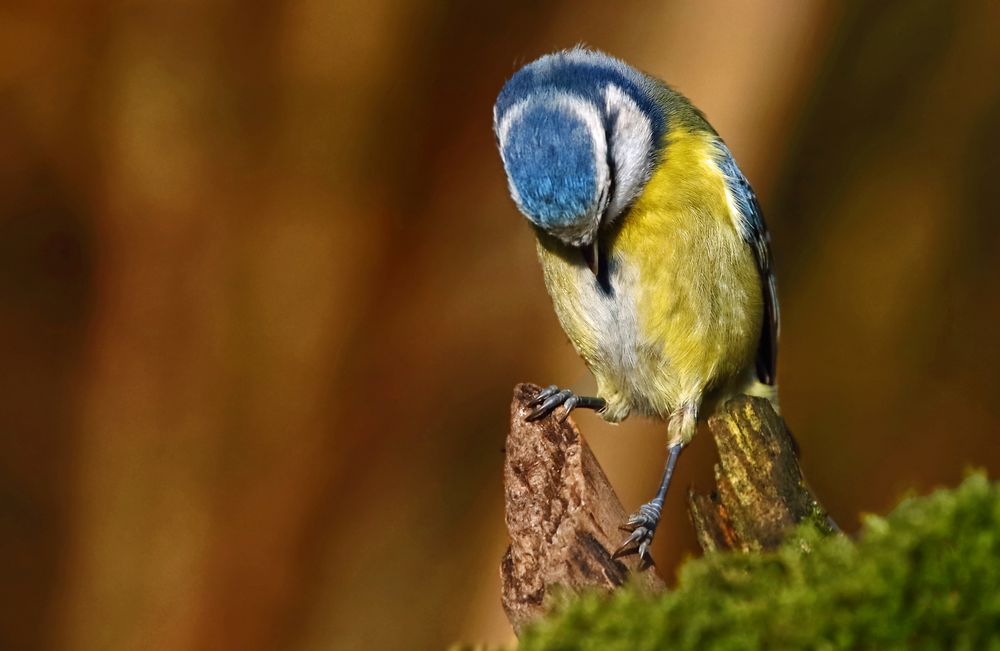 "Gschamerte Blaumeise"