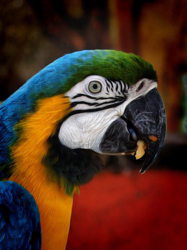 Guacamaya