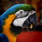 Guacamaya