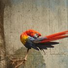 GUACAMAYA