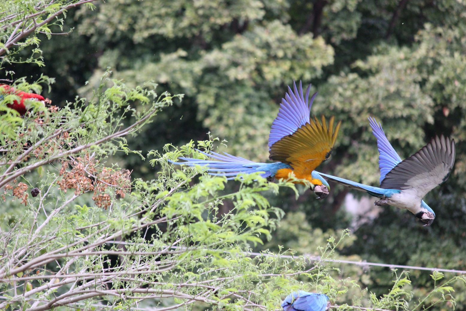 Guacamaya albina 