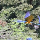 Guacamaya albina 