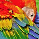 Guacamaya - Ara Macaw
