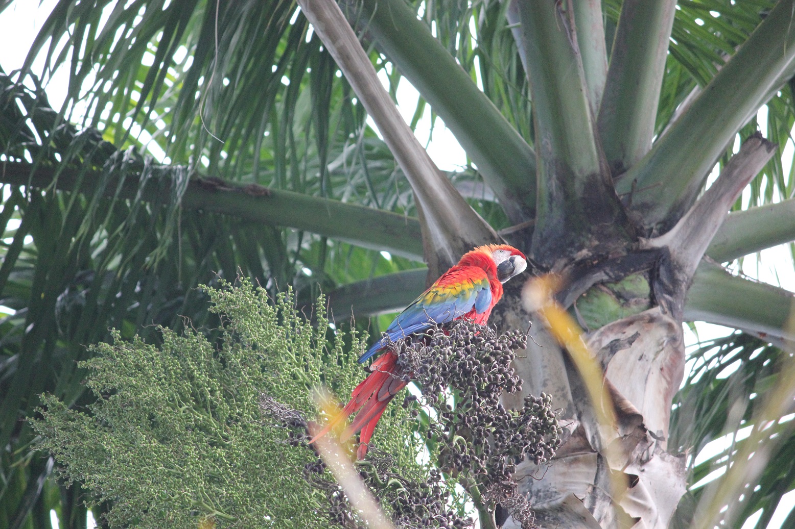 Guacamaya Bandera o roja