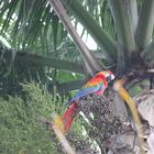 Guacamaya Bandera o roja