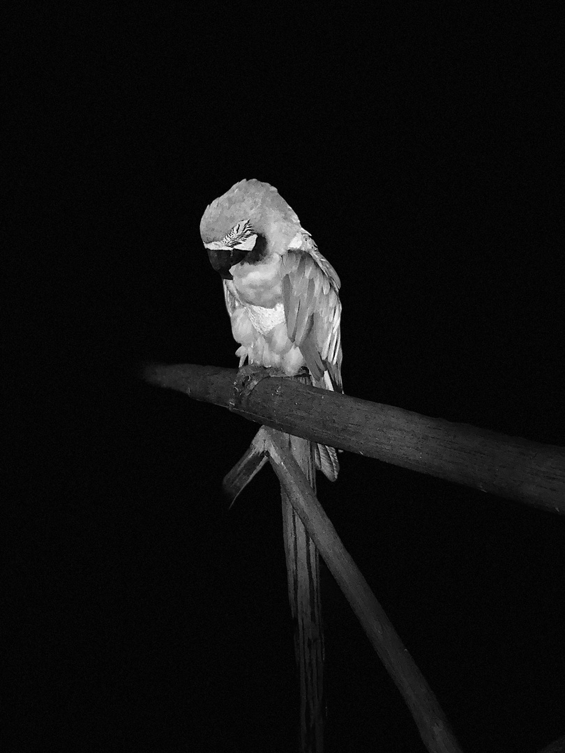 Guacamaya black & white