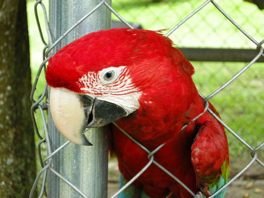 Guacamaya cautiva