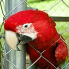 Guacamaya cautiva