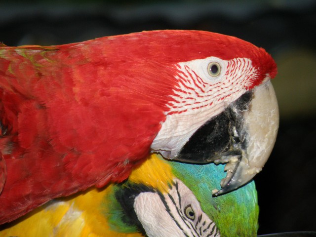 Guacamayas