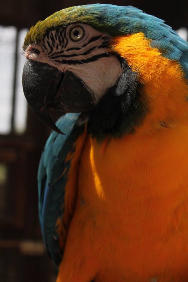 guacamayo