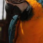 guacamayo