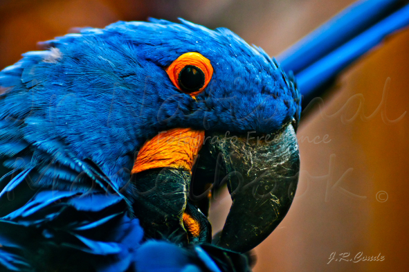 Guacamayo