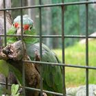 Guacamayo