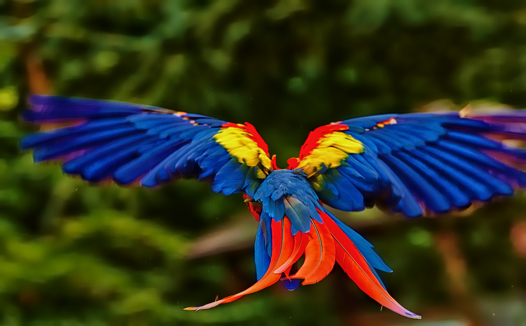 Guacamayo