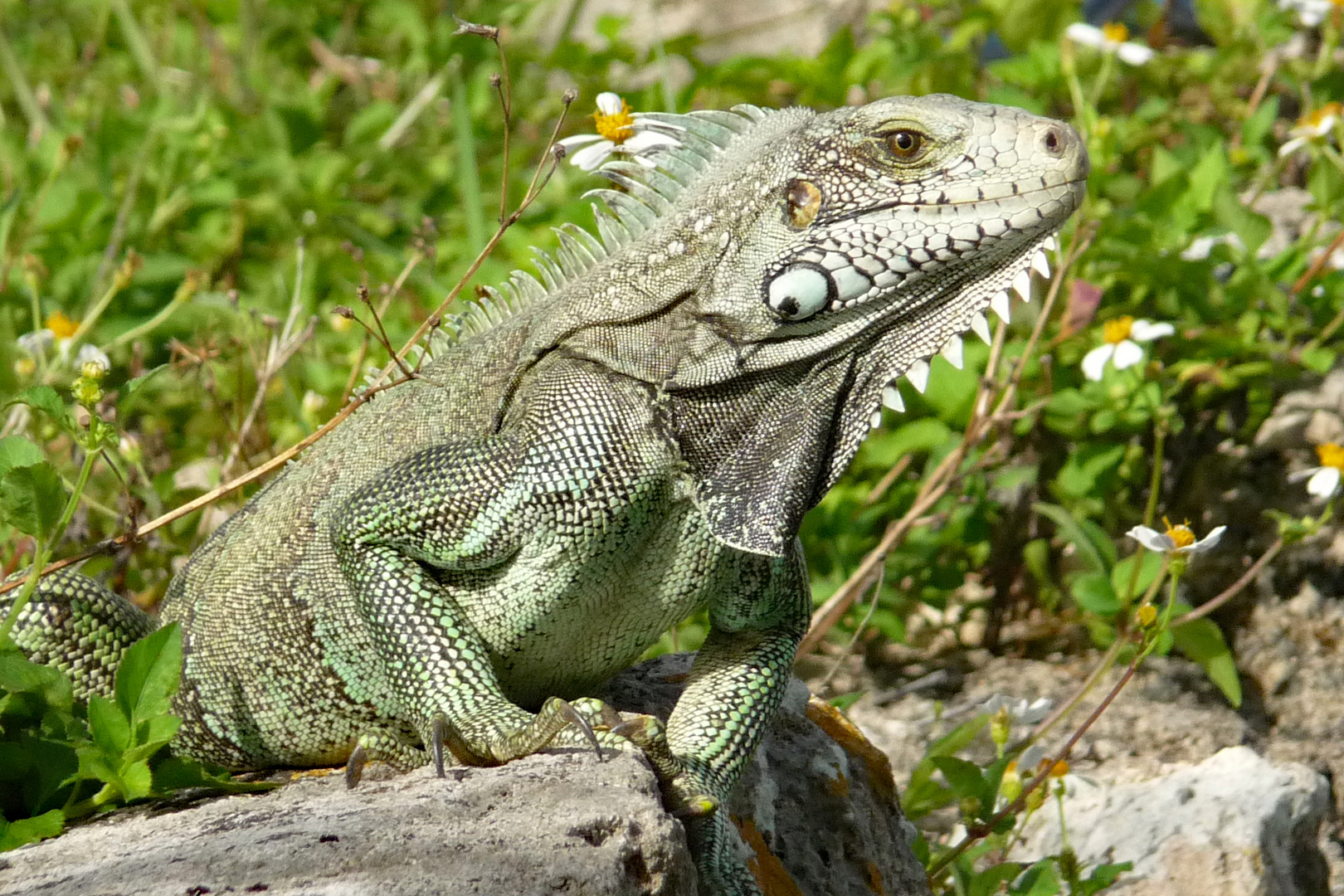 Guadeloupe